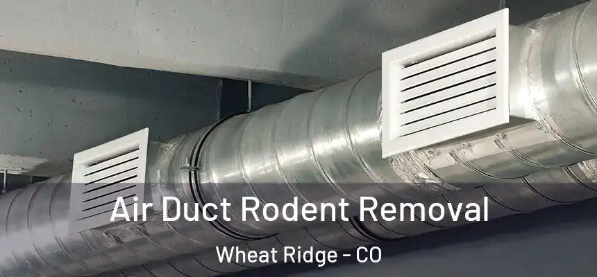 Air Duct Rodent Removal Wheat Ridge - CO