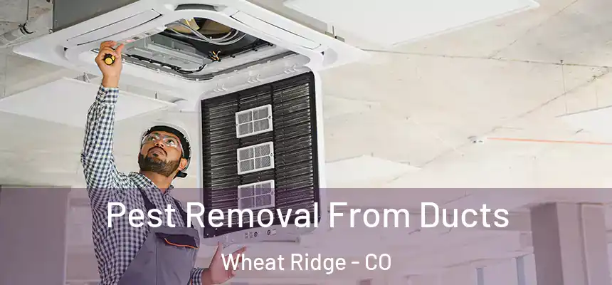 Pest Removal From Ducts Wheat Ridge - CO