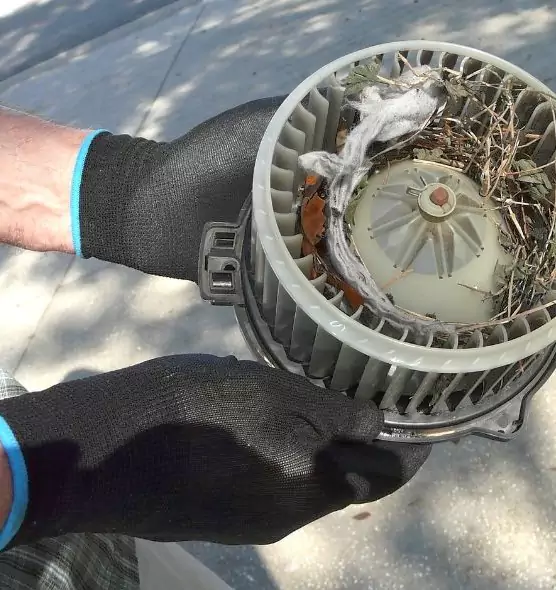 About Air Duct Mice Removal in Wheat Ridge, CO